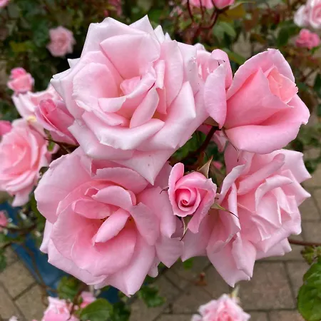 Millfarm House Alojamento de Acomodação e Pequeno-almoço *