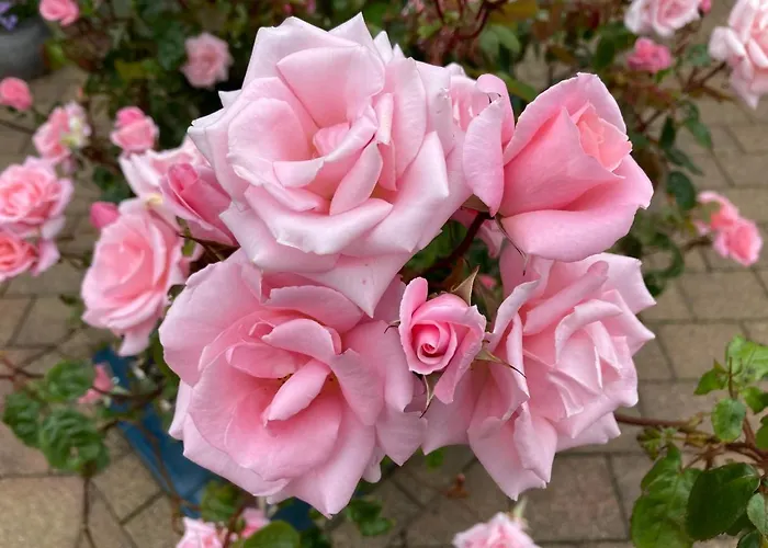 Millfarm House Bed & Breakfast *